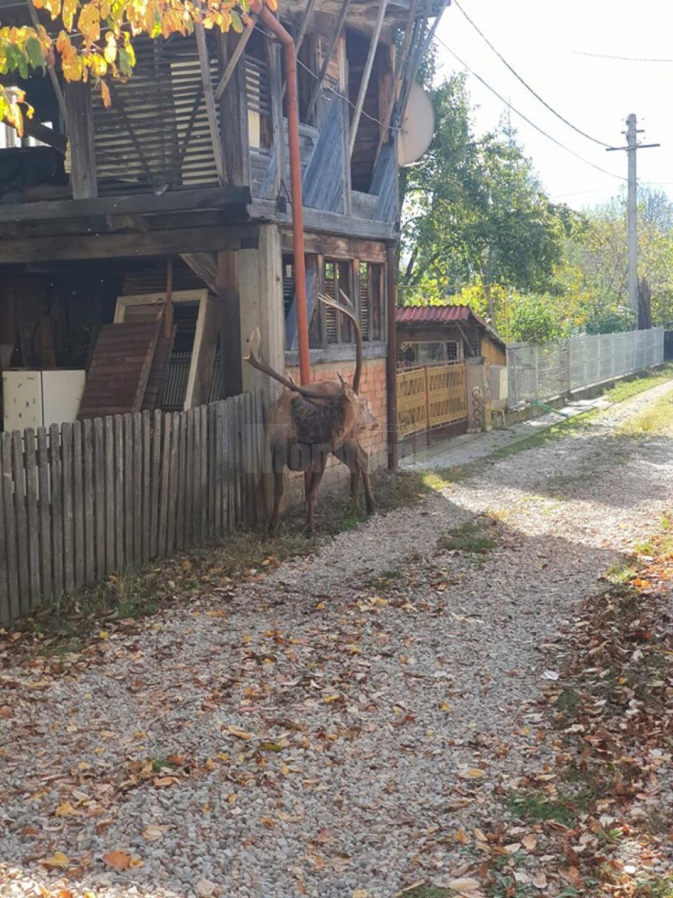 Mâncat de viermi și slăbit de septicemie, cerbul a coborât în oraș, printre case și blocuri, pentru ultima oară
