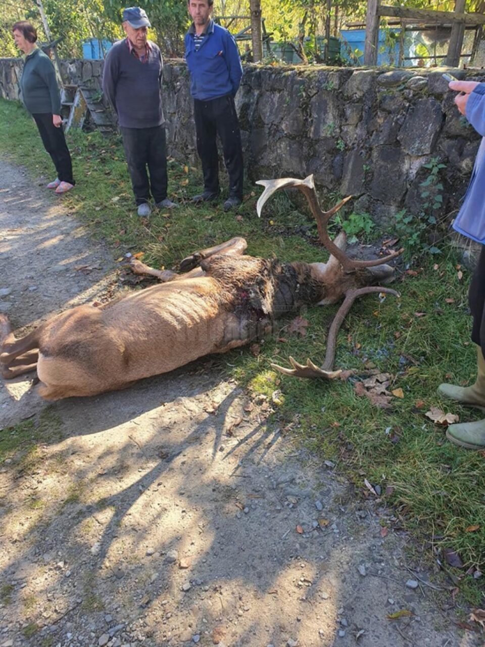 Cerbul-vedetă din Câmpulung Moldovenesc a venit din pădure, să moară printre oameni