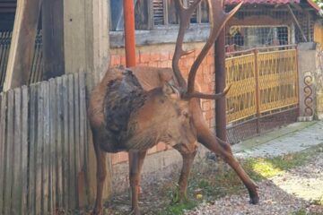 Cerbul-vedetă din Câmpulung Moldovenesc a venit din pădure, să moară printre oameni