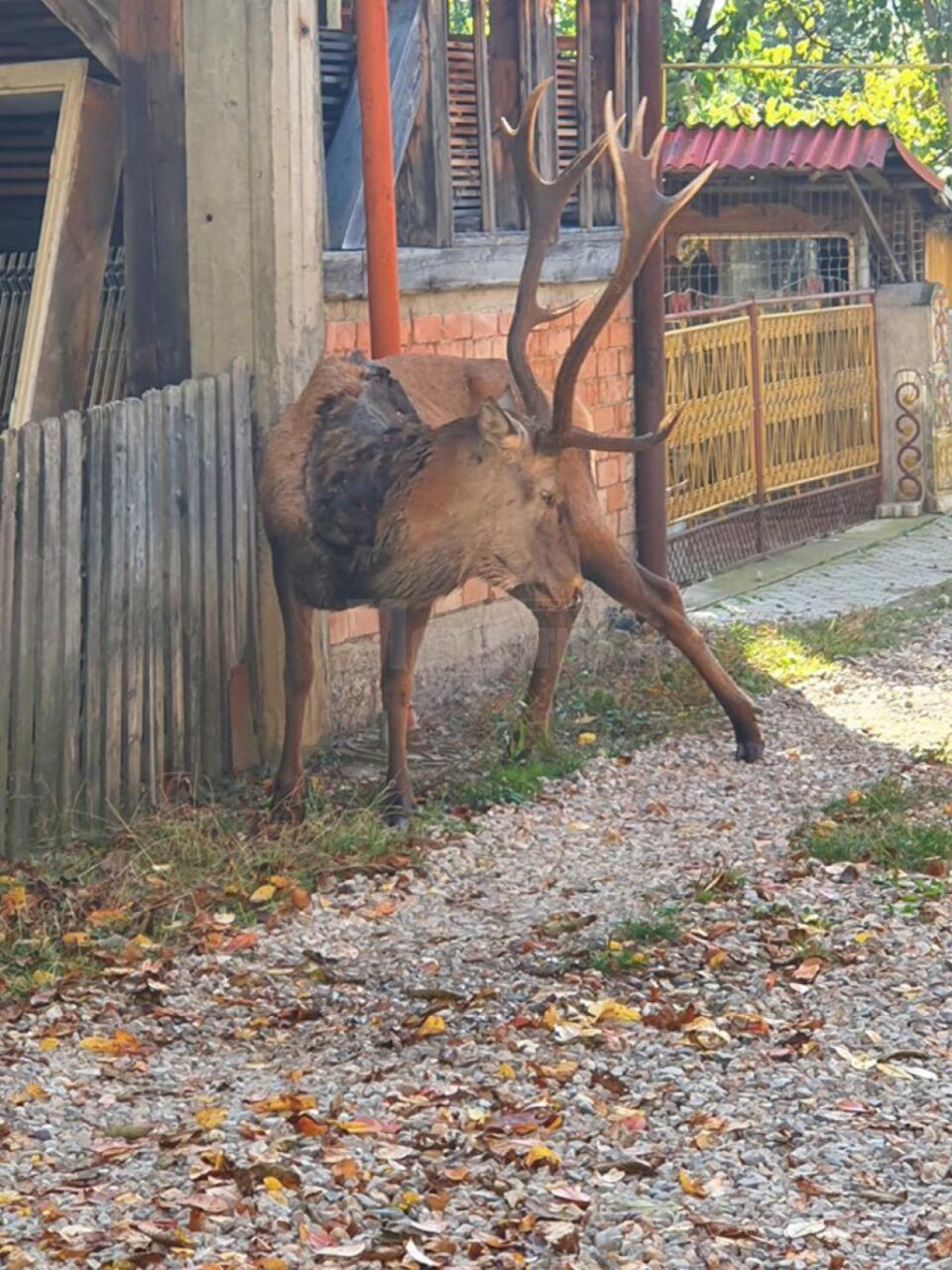 Cerbul-vedetă din Câmpulung Moldovenesc a venit din pădure, să moară printre oameni