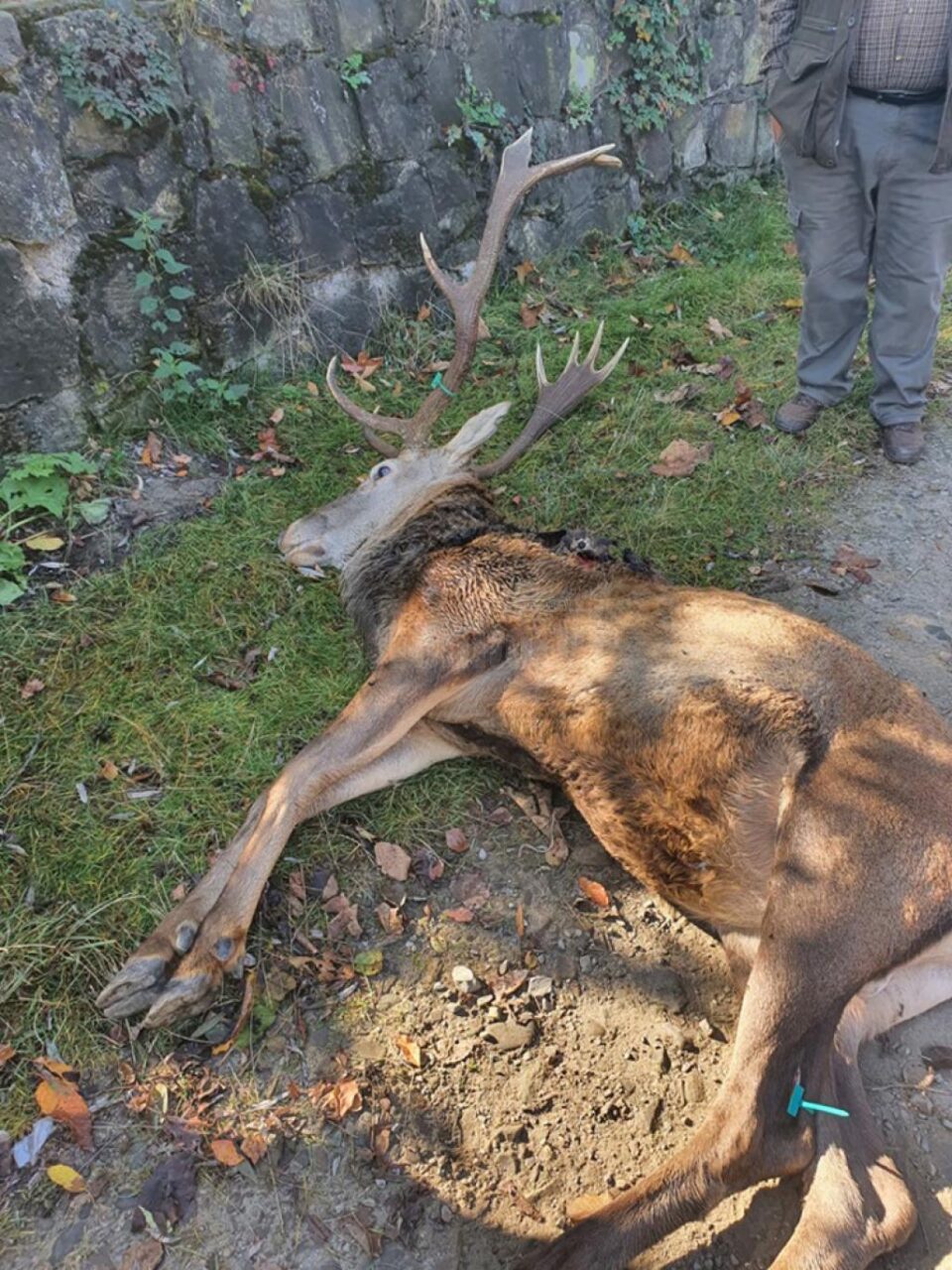 Mâncat de viermi și slăbit de septicemie, cerbul a coborât în oraș, printre case și blocuri, pentru ultima oară