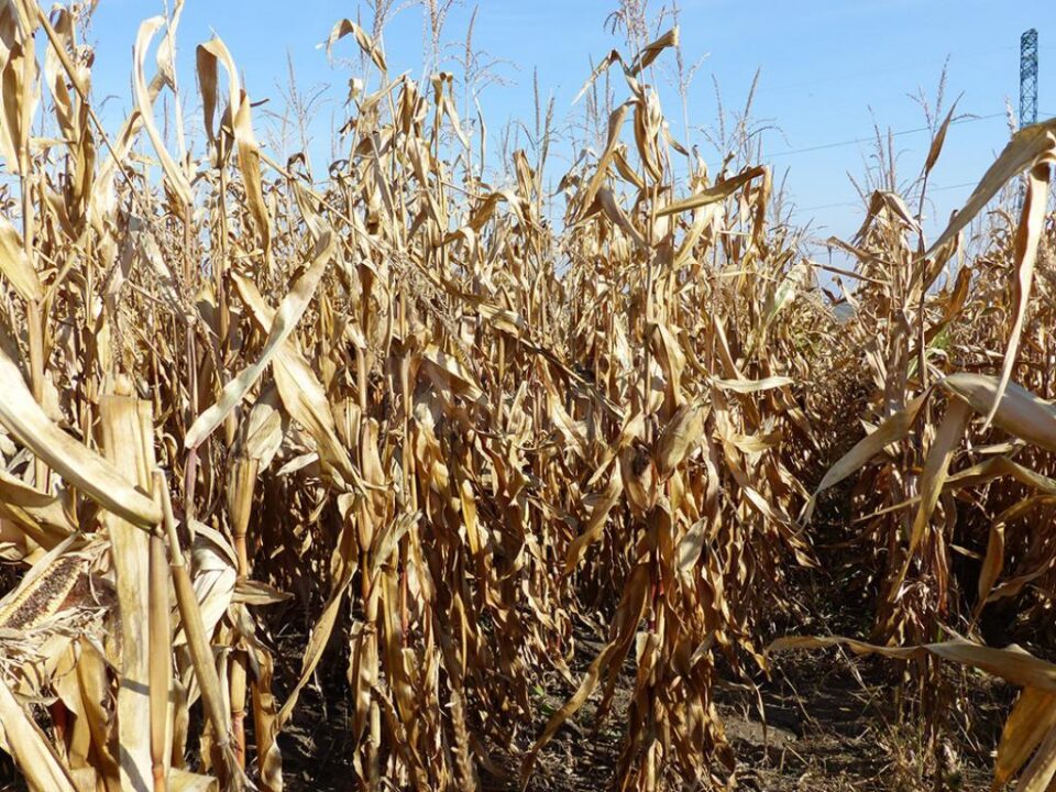Producții bune, în ciuda unui an agricol dificil din punct de vedere meteorologic