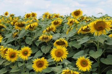 Producția de floarea-soarelui a atins aproape 4.000 de kg boabe la hectar
