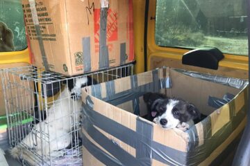 Cățeaua și puii sunt acum în siguranță