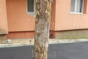 Asfalt turnat în jurul copacului