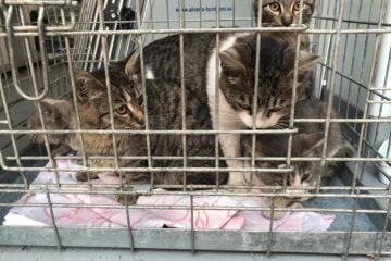 Pisicile ajunse la un medic veterinar care încearcă să le salveze Pisicile ajunse la un medic veterinar care încearcă să le salveze
