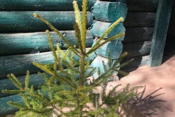 Un copil - un brăduț, noua campanie a RNP Romsilva