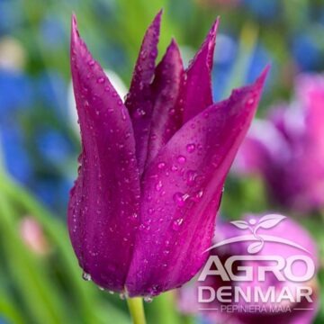 Bulbi de flori cu reducere de până la 50% și transport gratuit, la achiziții de 150 de lei, pe AgroDenmar.ro