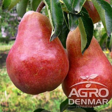 Pomi fructiferi, într-o bogată diversitate de soiuri, pot fi comandați de pe AgroDenmar.ro