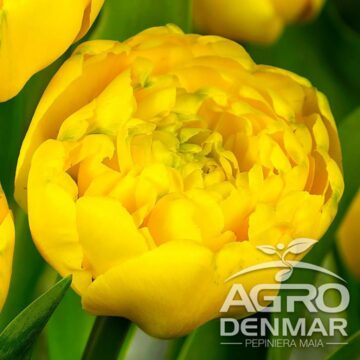 Bulbi de flori cu reducere de până la 50% și transport gratuit, la achiziții de 150 de lei, pe AgroDenmar.ro