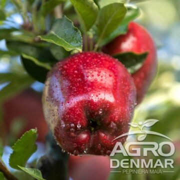 Pomi fructiferi, într-o bogată diversitate de soiuri, pot fi comandați de pe AgroDenmar.ro