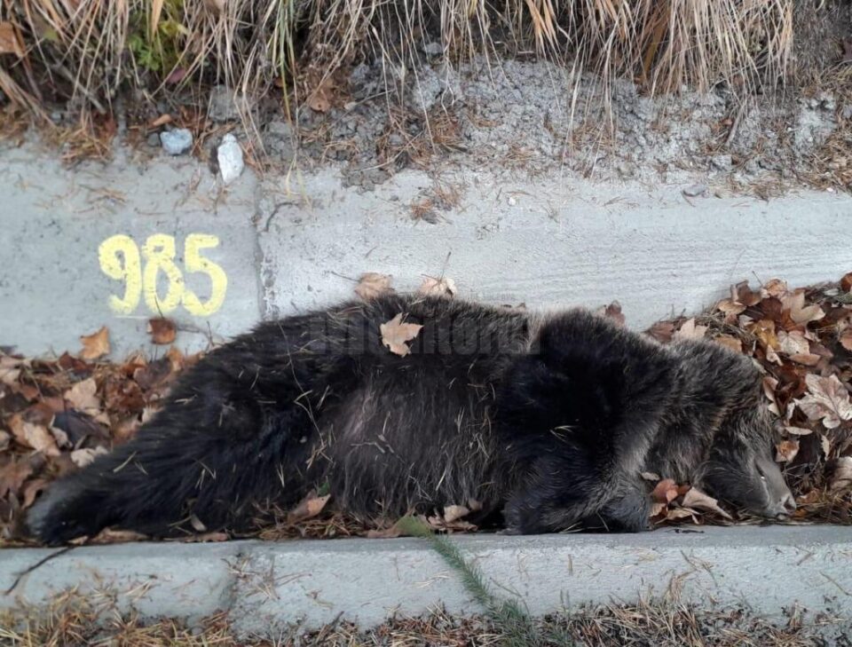 Urs mort pe marginea strazii, la Iacobeni