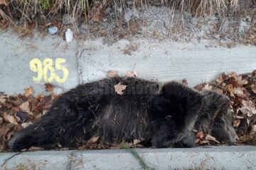 Urs mort pe marginea strazii, la Iacobeni