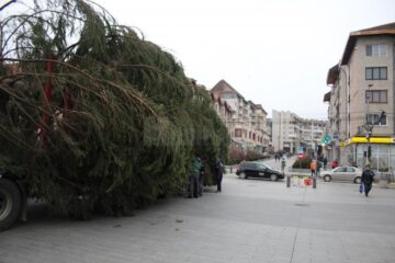 Impresionantul conifer, înalt de 18 metri, a fost adus de la Stulpicani