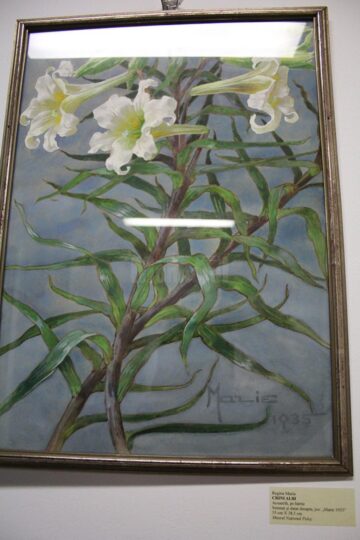 O expoziție cu piese din tezaurul național, aduse de la Muzeul Peleș, vernisată ieri la Muzeul de Istorie Suceava