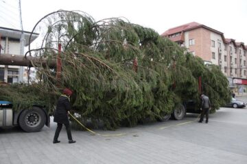 Impresionantul conifer, înalt de 18 metri, a fost adus de la Stulpicani