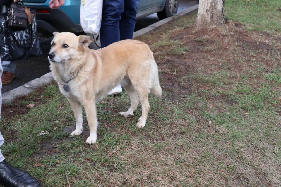 Catelusa Mariana a venit sa-si ia ramas bun de la Bogdan Bicsi, pe care il stia de multa vreme