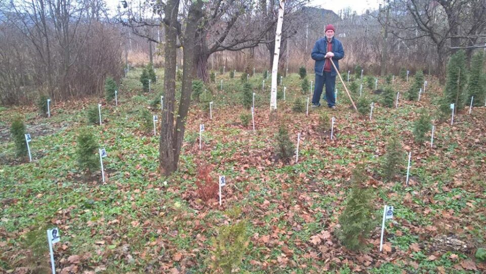 Un octogenar a plantat și îngrijit peste o sută de tuia, fiecare dedicat unei personalități a neamului