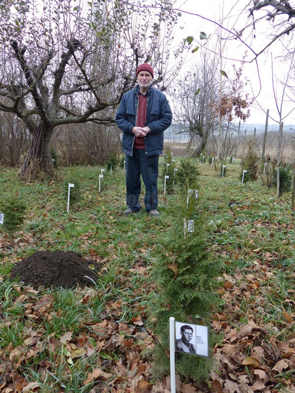 Un octogenar a plantat și îngrijit peste o sută de tuia, fiecare dedicat unei personalități a neamului