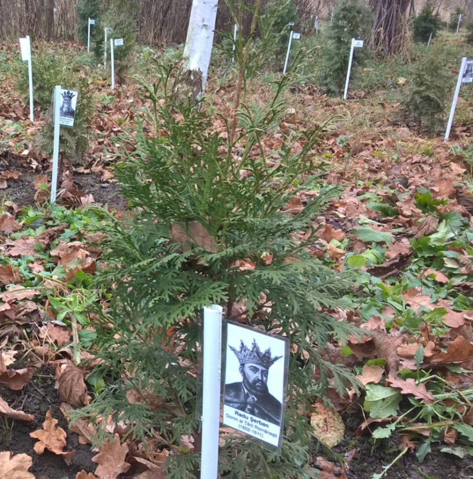 Arbuștii cu marii oameni ai acestui neam
