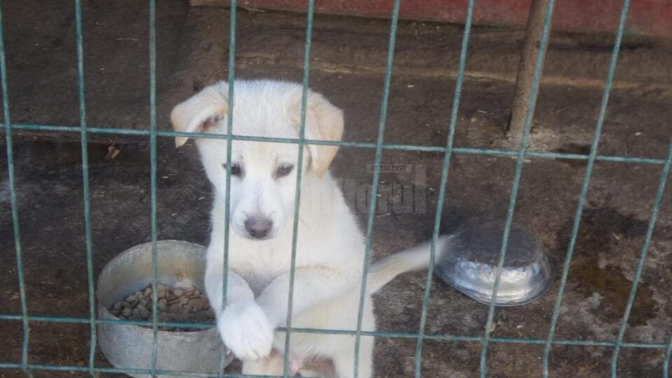 Proiect de reducere a risipei alimentare în Rădăuți, demarat de Asociația ”Rădăuțiul civic”