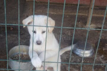 Proiect de reducere a risipei alimentare în Rădăuți, demarat de Asociația ”Rădăuțiul civic”