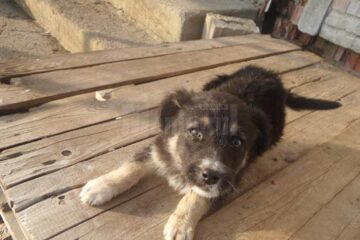 Proiect de reducere a risipei alimentare în Rădăuți, demarat de Asociația ”Rădăuțiul civic”