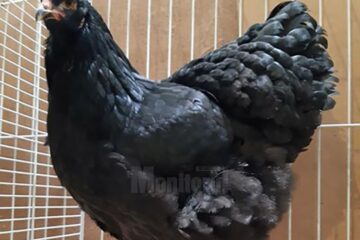 Femela cu care s-a obținut titlul