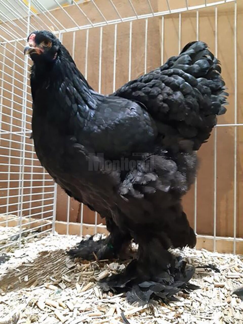 Femela cu care s-a obținut titlul