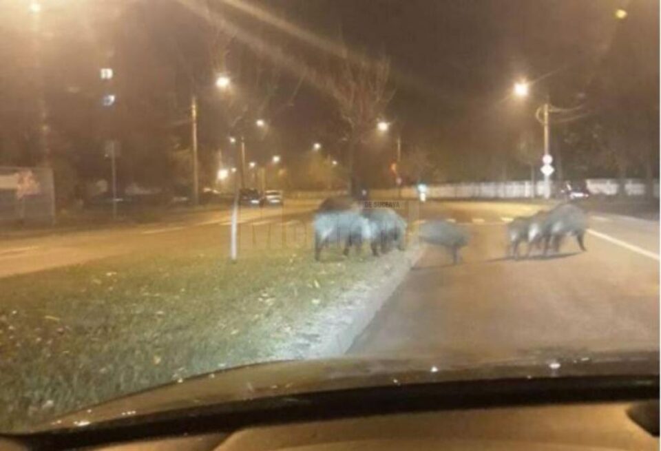 Mistreti pe strazile orasului - foto zpn.ro