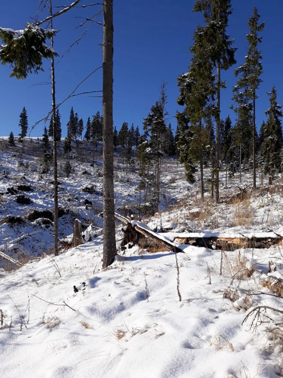 Peste 500 de cioate de arbori tăiați ilegal, descoperite pe raza Ocolului Silvic Cârlibaba
