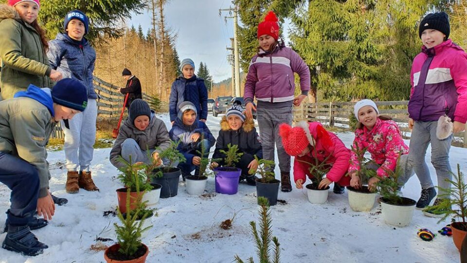 Elevi ai Școlii Gimnaziale „Ștefan cel Mare” Cârlibaba, la acțiunea "Un brăduț - un copil"
