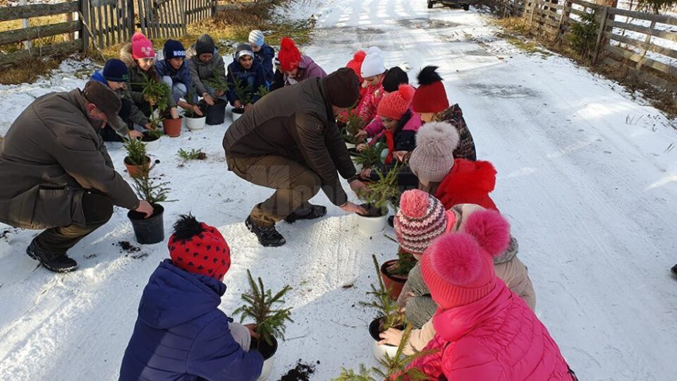 Puieți de molid, sădiți în ghivece de elevi, la Ocolul Silvic Cârlibaba