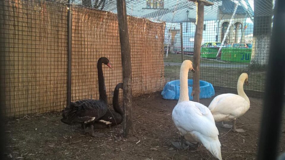 Animale și păsări ce pot fi admirate în parcul central din Gura Humorului