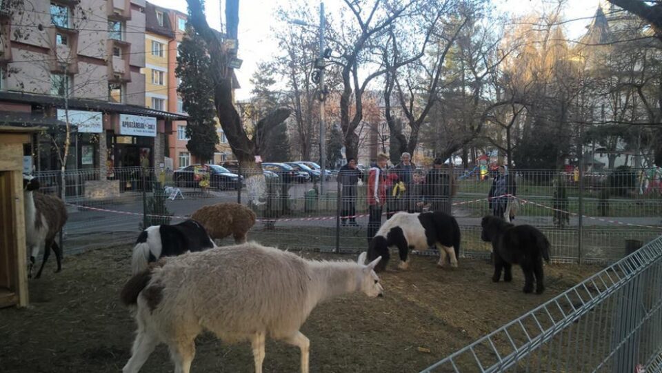 Animale și păsări ce pot fi admirate în parcul central din Gura Humorului