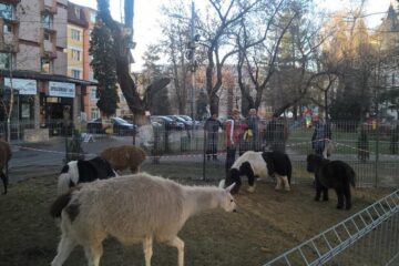 Animale și păsări ce pot fi admirate în parcul central din Gura Humorului