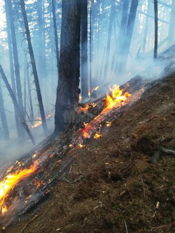 Peste o sută de oameni s-au chinuit să stingă un incendiu după ce un inconștient a aruncat un chiștoc de țigară aprins