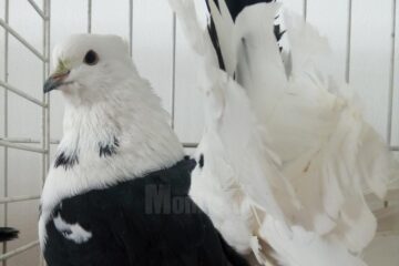 porumbei la expozitie