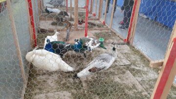 Expoziție cu aproape 400 de păsări și mamifere mici de curte, organizată la Colegiului Tehnic „Petru Mușat” Suceava