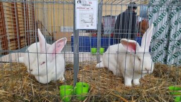 Expoziție cu aproape 400 de păsări și mamifere mici de curte, organizată la Colegiului Tehnic „Petru Mușat” Suceava