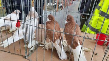Expoziție cu aproape 400 de păsări și mamifere mici de curte, organizată la Colegiului Tehnic „Petru Mușat” Suceava