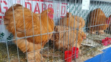 Expoziție cu aproape 400 de păsări și mamifere mici de curte, organizată la Colegiului Tehnic „Petru Mușat” Suceava