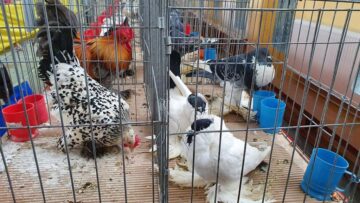 Vizitatorii au putut admira 25 de rase de porumbei de agrement, 20 de varietăți de găini de rasă și 5 varietăți de iepuri de rasă