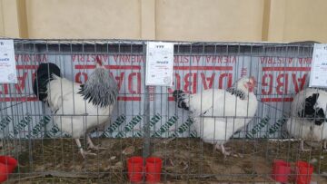 Expoziție cu aproape 400 de păsări și mamifere mici de curte, organizată la Colegiului Tehnic „Petru Mușat” Suceava