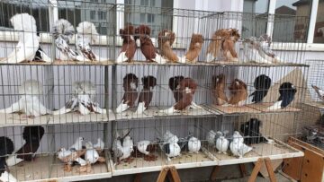 Expoziție cu aproape 400 de păsări și mamifere mici de curte, organizată la Colegiului Tehnic „Petru Mușat” Suceava