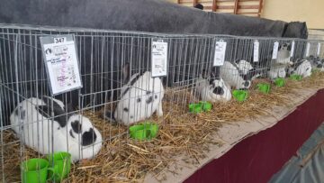 Expoziție cu aproape 400 de păsări și mamifere mici de curte, organizată la Colegiului Tehnic „Petru Mușat” Suceava