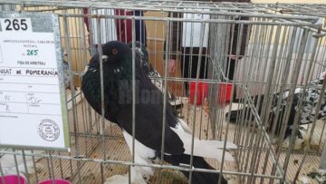 Expoziție cu aproape 400 de păsări și mamifere mici de curte, organizată la Colegiului Tehnic „Petru Mușat” Suceava