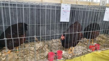Expoziție cu aproape 400 de păsări și mamifere mici de curte, organizată la Colegiului Tehnic „Petru Mușat” Suceava