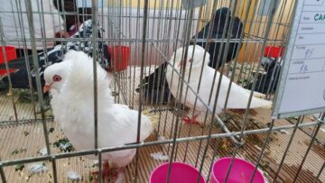 Expoziție cu aproape 400 de păsări și mamifere mici de curte, organizată la Colegiului Tehnic „Petru Mușat” Suceava