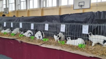 Expoziție cu aproape 400 de păsări și mamifere mici de curte, organizată la Colegiului Tehnic „Petru Mușat” Suceava